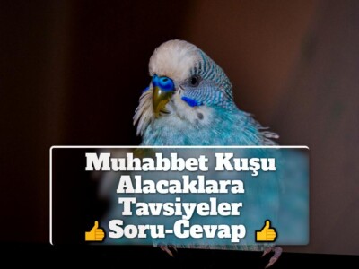 Muhabbet Kuşu Alacaklara Tavsiyeler [Soru-Cevap]