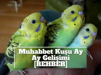 Muhabbet Kuşu Ay Ay Gelişimi