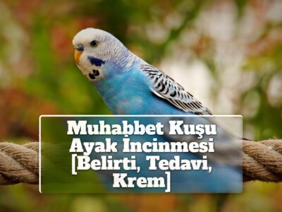 Muhabbet Kuşu Ayak İncinmesi [Belirti, Tedavi, Krem]