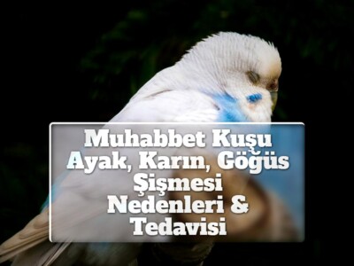 Muhabbet Kuşu Ayak, Karın, Göğüs Şişmesi [Neden, Tedavi]