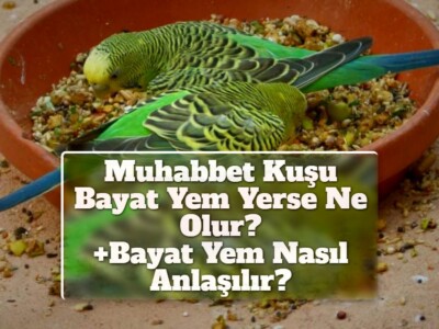 Muhabbet Kuşu Bayat Yem Yerse Ne Olur? [Bayat Yem Nasıl Anlaşılır?]