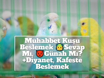 Muhabbet Kuşu Beslemek Sevap Mı, Günah Mı? [Diyanet, Kafeste]