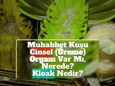 Muhabbet Kuşu Cinsel (Üreme) Organı Var Mı, Nerede? Kloak Nedir?