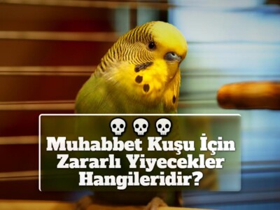 Muhabbet Kuşu İçin Zararlı Yiyecekler Hangileridir?