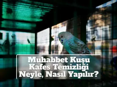   Muhabbet Kuşu Kafes Temizliği Neyle, Nasıl Yapılır? 