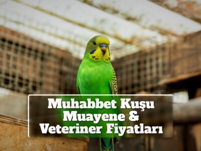 Muhabbet Kuşu Muayene & Veteriner Fiyatları 2022