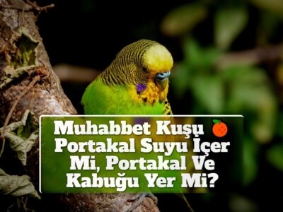 Muhabbet Kuşu Portakal Suyu İçer Mi, Portakal Ve Kabuğu Yer Mi?