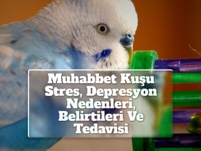 Muhabbet Kuşu Stres, Depresyon Nedenleri, Belirtileri Ve Tedavisi