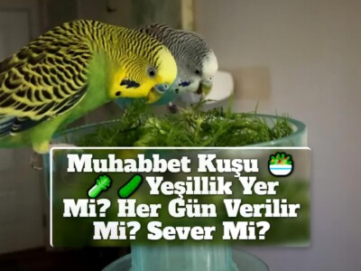 Muhabbet Kuşu Yeşillik Yer Mi? [Her Gün Verilir Mi? Sever Mi?]