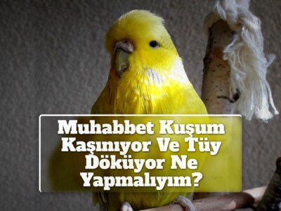 Muhabbet Kuşum Kaşınıyor Ve Tüy Döküyor Ne Yapmalıyım? 