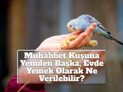 Muhabbet Kuşuna Yemden Başka, Evde Yemek Olarak Ne Verilebilir?