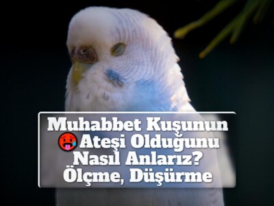   Muhabbet Kuşunun Ateşi Olduğunu Nasıl Anlarız? Ölçme, Düşürme