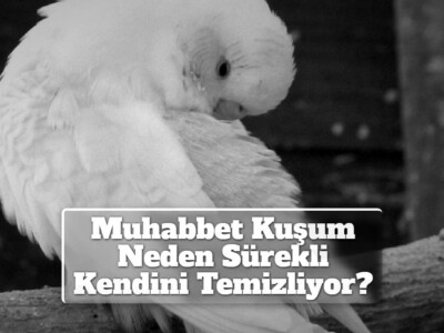 Muhabbet Kuşunun Sürekli Kendini Temizlemesine Neden Olan Etkenler Nelerdir?