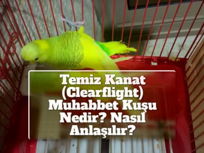 Temiz Kanat (Clearflight) Muhabbet Kuşu Nedir? Nasıl Anlaşılır? Konuşur Mu?