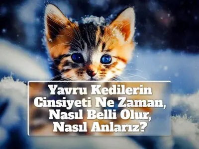 Yavru Kedilerin Cinsiyeti Ne Zaman, Nasıl Belli Olur, Nasıl Anlarız?