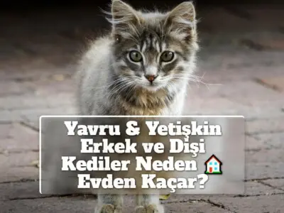 Yavru & Yetişkin Erkek ve Dişi Kediler Neden Evden Kaçar? Nereye Giderler? Tekrar Geri Dönerler Mi?