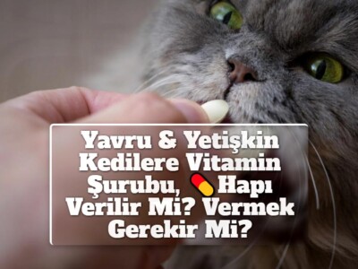 Yavru & Yetişkin Kedilere Vitamin Şurubu, Hapı Verilir Mi? Vermek Gerekir Mi?
