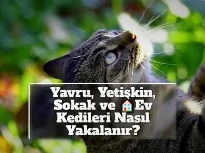 Yavru, Yetişkin, Sokak ve Ev Kedileri Nasıl Yakalanır?