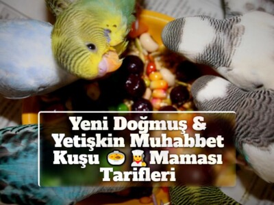 Yeni Doğmuş & Yetişkin Muhabbet Kuşu Maması Tarifleri 