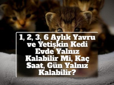 1, 2, 3, 6 Aylık Yavru ve Yetişkin Kedi Evde Yalnız Kalabilir Mi, Kaç Saat, Gün Yalnız Kalabilir?