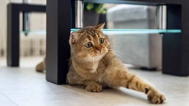 Chinchilla (Çinçila) Kedi Nedir? Özellikleri Nelerdir? Nasıl Bir Kedidir?