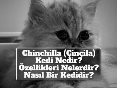Chinchilla (Çinçila) Kedi Nedir? Özellikleri Nelerdir? Nasıl Bir Kedidir?
