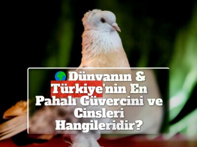 Dünyanın & Türkiye’nin En Pahalı Güvercini ve Cinsleri Hangileridir?