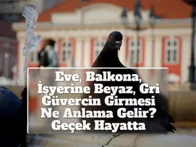 Eve, Balkona, İşyerine Beyaz, Gri Güvercin Girmesi Ne Anlama Gelir? Geçek Hayatta