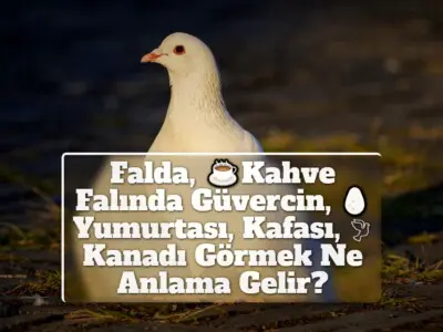 Falda, Kahve Falında Güvercin, Yumurtası, Kafası, Kanadı Görmek Ne Anlama Gelir?