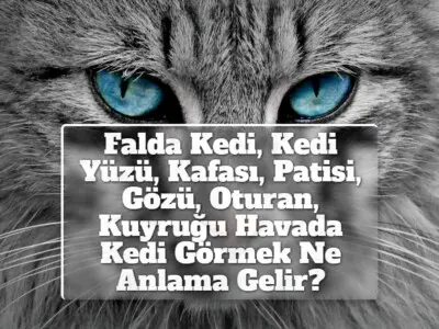 Falda Kedi, Kedi Yüzü, Kafası, Patisi, Gözü, Oturan, Kuyruğu Havada Kedi Görmek Ne Anlama Gelir?