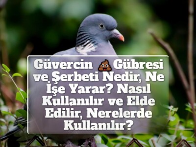 Güvercin Gübresi ve Şerbeti Nedir, Ne İşe Yarar? Nasıl Kullanılır ve Elde Edilir, Nerelerde Kullanılır?