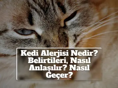 Kedi Alerjisi Nedir? Belirtileri, Nasıl Anlaşılır? Nasıl Geçer?