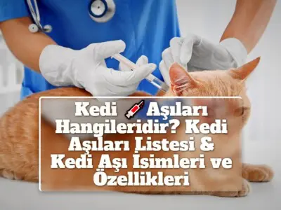 Kedi Aşıları Hangileridir? Kedi Aşıları Listesi & Kedi Aşı İsimleri ve Özellikleri