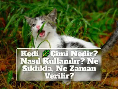 Kedi Çimi Nedir? Nasıl Kullanılır? Ne Sıklıkla, Ne Zaman Verilir?