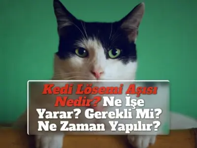 Kedi Lösemi Aşısı Nedir? Ne İşe Yarar? Gerekli Mi? Ne Zaman Yapılır?