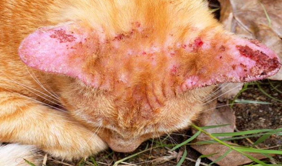 Kedi Mantarı Hastalığı Nedir? Nasıl Bulaşır, Kaç Günde Geçer? Belirtiler, Tedavisi