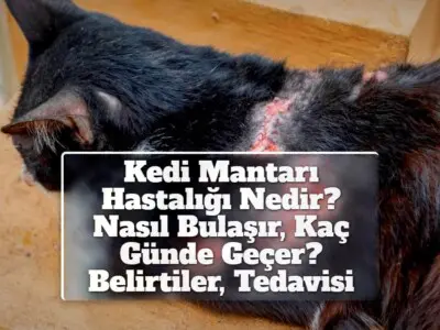 Kedi Mantarı Hastalığı Nedir? Nasıl Bulaşır, Kaç Günde Geçer? Belirtiler, Tedavisi