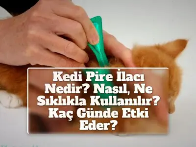 Kedi Pire İlacı Nedir? Nasıl, Ne Sıklıkla Kullanılır? Kaç Günde Etki Eder?