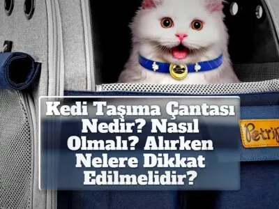 Kedi Taşıma Çantası Nedir? Nasıl Olmalı? Alırken Nelere Dikkat Edilmelidir?