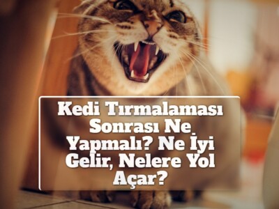 Kedi Tırmalaması Sonrası Ne Yapmalı? Ne İyi Gelir, Nelere Yol Açar?