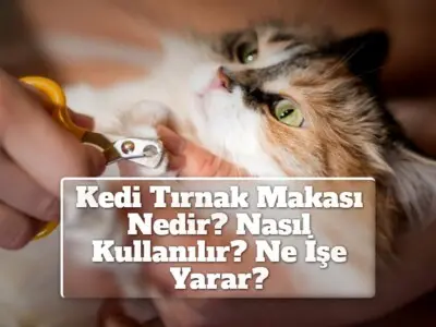 Kedi Tırnak Makası Nedir? Nasıl Kullanılır? Ne İşe Yarar?