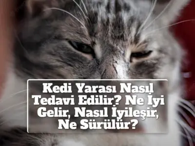 Kedi Yarası Nasıl Tedavi Edilir? Ne İyi Gelir, Nasıl İyileşir, Ne Sürülür?