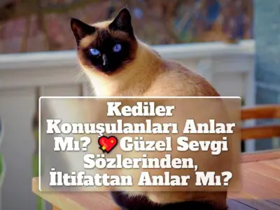 Kediler Konuşulanları Anlar Mı? Güzel Sevgi Sözlerinden, İltifattan Anlar Mı?