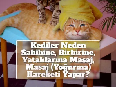 Kediler Neden Sahibine, Birbirine, Yataklarına Masaj, Masaj (Yoğurma) Hareketi Yapar?