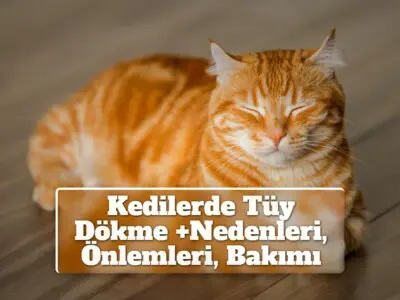 Kedilerde Tüy Dökme [Nedenleri, Önlemleri, Bakımı]