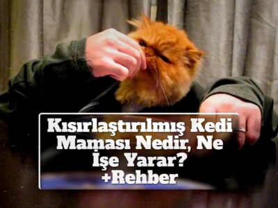 Kısırlaştırılmış Kedi Maması — Nedir, Ne İşe Yarar? [Rehber]