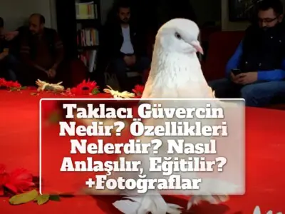 Taklacı Güvercin Nedir? Özellikleri Nelerdir? Nasıl Anlaşılır, Eğitilir? +Fotoğraflar