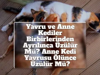 Yavru ve Anne Kediler Birbirlerinden Ayrılınca Üzülür Mü? Anne Kedi Yavrusu Ölünce Üzülür Mü?