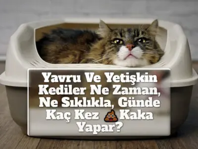 Yavru Ve Yetişkin Kediler Ne Zaman, Ne Sıklıkla, Günde Kaç Kez Kaka Yapar?