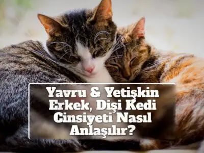 Yavru & Yetişkin Erkek, Dişi Kedi Cinsiyeti Nasıl Anlaşılır?